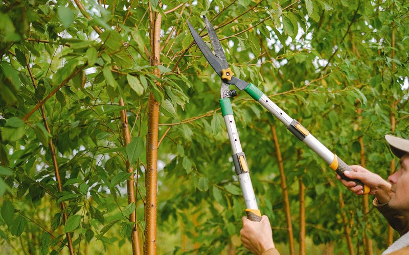 Tree trimming in Osceola, WI